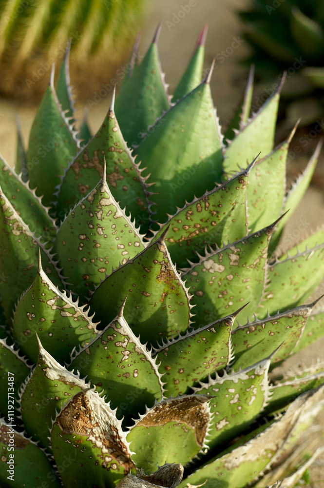 Close-up of a vibrant green aloe vera plant with spiky edges. Close-up of a vibrant green aloe vera plant with spiky edges.