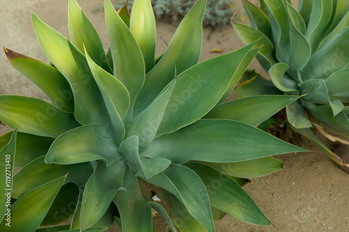 Close-up of green agave plants with thick, fleshy leaves in a desert garden setting, New Orleans, USA photo