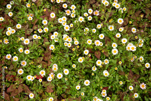 A dense cluster of white and yellow daisy-like flowers with green foliage, Auckland, New Zealand
