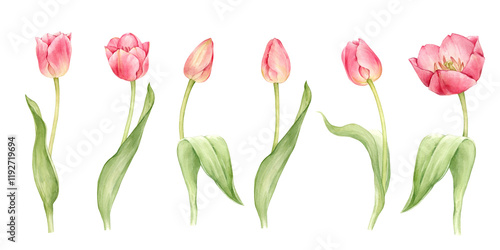 Collection of pink tulips in pastel colors. Floral illustration in realistic style. The illustrations are hand drawn in watercolor and isolated from the background