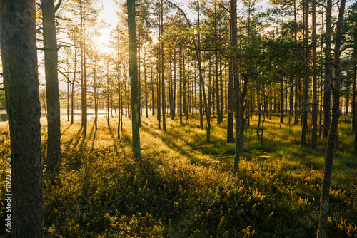 Panoramic landscape of Lahemaa national park  by sunrise with swamps and ancient trees photo