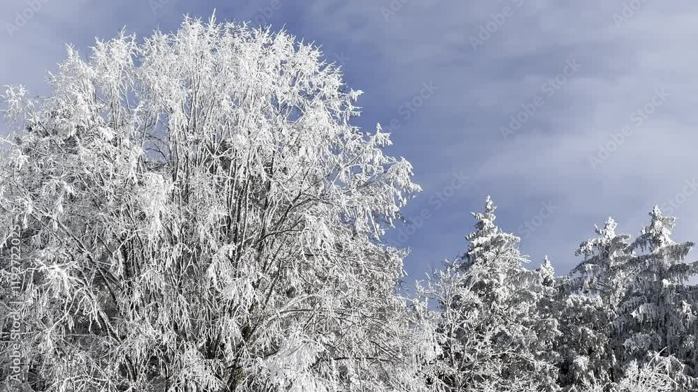 Winter Wonderland: Frosted Trees Under a Clear Blue Sky Winter Wonderland: Frosted Trees Under a Clear Blue Sky