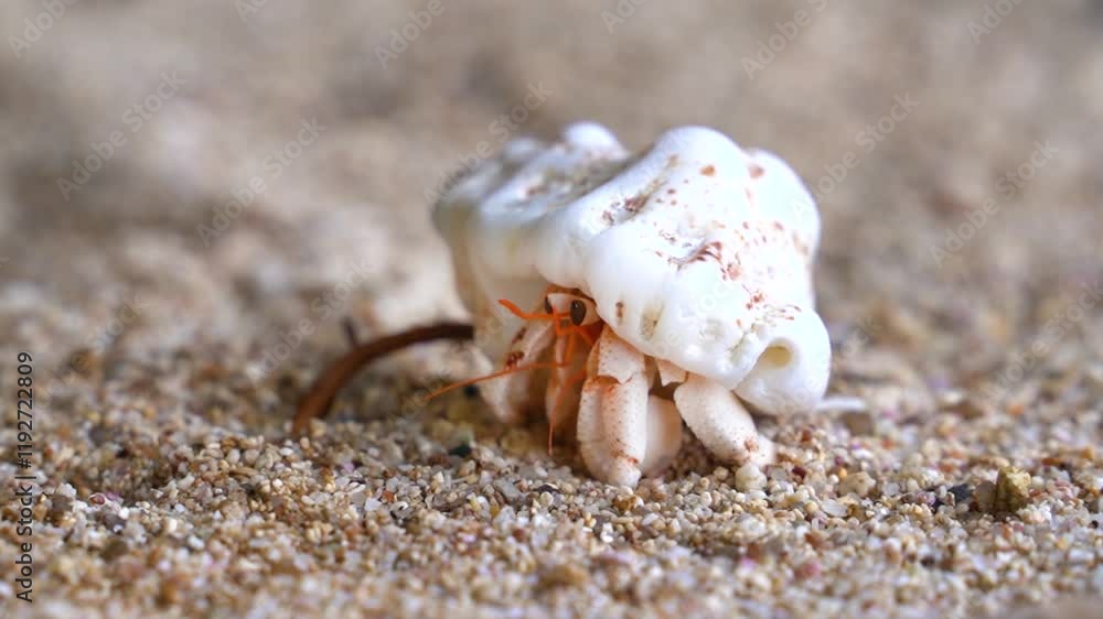 Cute Strawberry hermit crab waving his legs, sandy beach, close up. Static side on shot. Cute Strawberry hermit crab waving his legs, sandy beach, close up. Static side on shot.