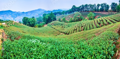 Panorama of tea plantation of Mae Salong Chinese Yunnan tea village, Thailand photo