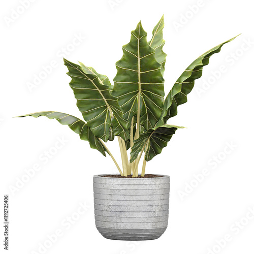 3d illustration of Alocasia brisbanensis plant in planter isolated on transparent canvas photo