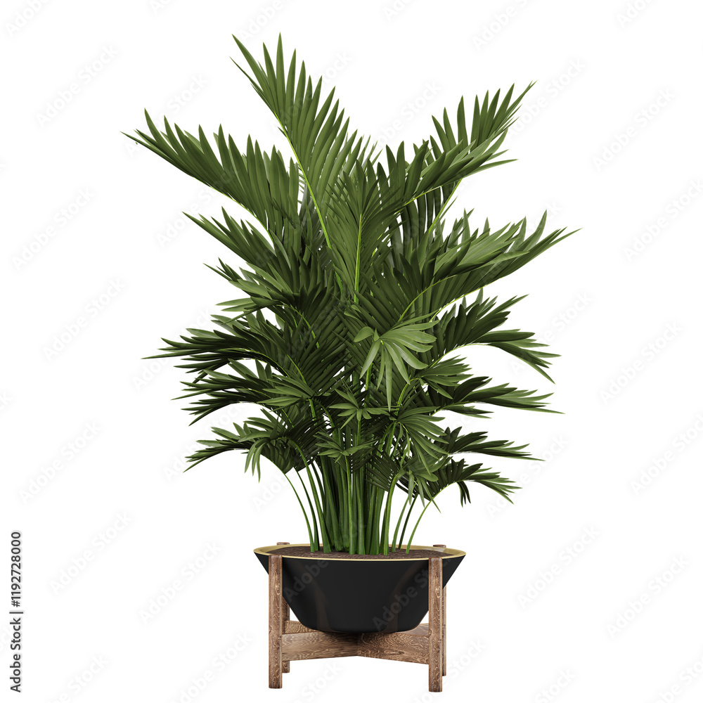 3D rendering of Cascade palm Plant in planter isolated on transparent Canvas 3D rendering of Cascade palm Plant in planter isolated on transparent Canvas