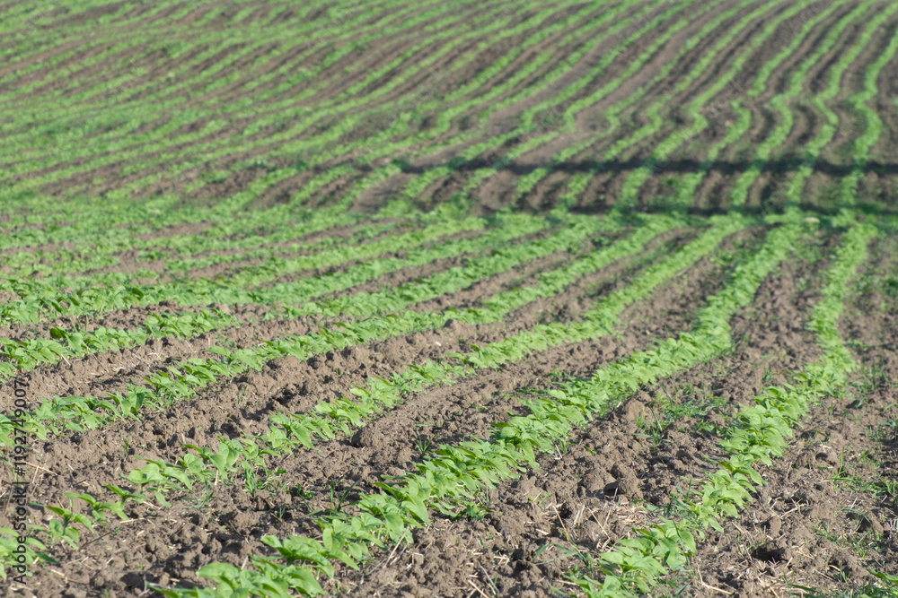 Rows of young sunflower plants оn an agricultural field. Growing oilseed plants. Rows of young sunflower plants оn an agricultural field. Growing oilseed plants.