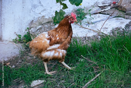 A hen on green grass photo