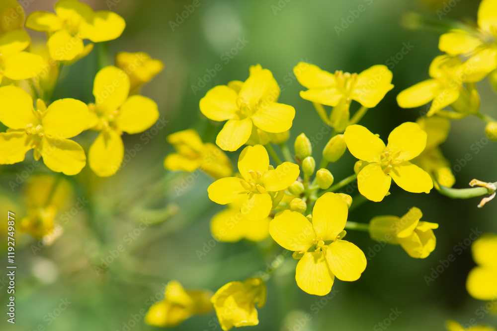Canola field. Rapeseed plant for green energy. Yellow rape flowers on field. Springtime golden flowering Canola field. Rapeseed plant for green energy. Yellow rape flowers on field. Springtime golden flowering
