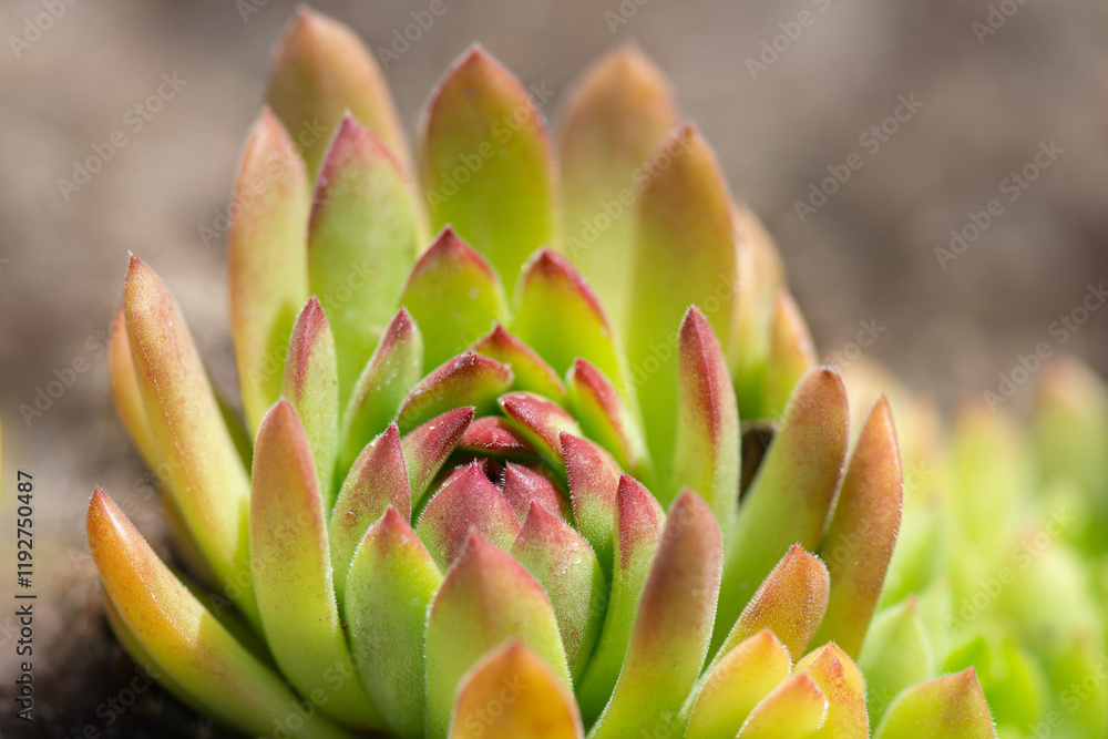 The common houseleek (Sempervivum tectorum) plant growing on the granite habitate in summer. The common houseleek (Sempervivum tectorum) plant growing on the granite habitate in summer.