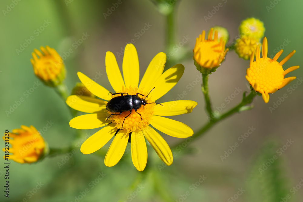 Jacobaea vulgaris is a species of flowering plant in the aster family (Asteraceae). The alkaloid jaconine has been isolated from the plant. Jacobaea vulgaris is a species of flowering plant in the aster family (Asteraceae). The alkaloid jaconine has been isolated from the plant.