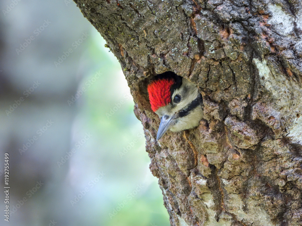 Great spotted woodpecker young looking out of the nest Great spotted woodpecker young looking out of the nest