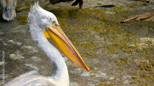 The large white pelican, Pelecanus onocrotalus, also known as the pink pelican, is a bird of the pelican family. at the zoo, close-up of a pelican's head, with a large beak. wild bird, in nature