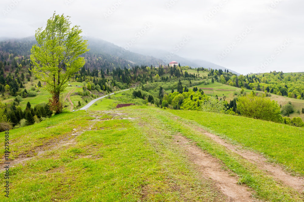 carpathian countryside scenery with forested mountains. scenic view. path through green grassy meadow on the hills. cloudy weather in springtime. lush woods