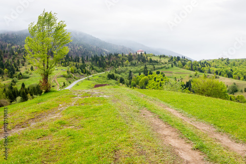 Obraz na płótnie carpathian countryside scenery with forested mountains. scenic view. path through green grassy meadow on the hills. cloudy weather in springtime. lush woods w salonie