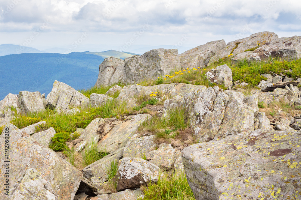 green alpine hill and meadow of carpathians. big rock. landscape with stones among the grass beneath a sky with clouds. summer vacations in ukrainian mountains. outdoor adventure green alpine hill and meadow of carpathians. big rock. landscape with stones among the grass beneath a sky with clouds. summer vacations in ukrainian mountains. outdoor adventure