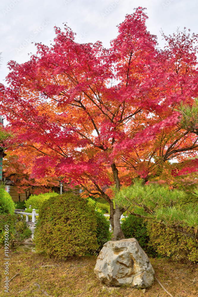 Naklejka premium 妙満寺の紅葉