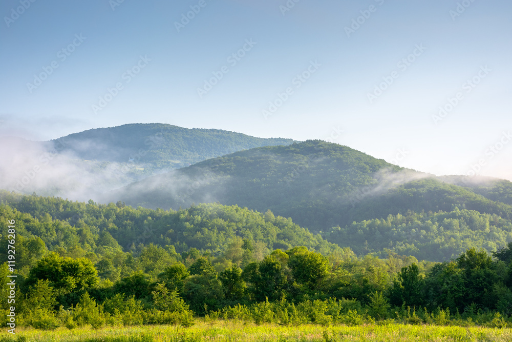 mountainous rural landscape of ukraine in summer. picturesque highland woods. grassy meadow on a misty morning. carpathian countryside scenery with forest on a hill behind the pasture