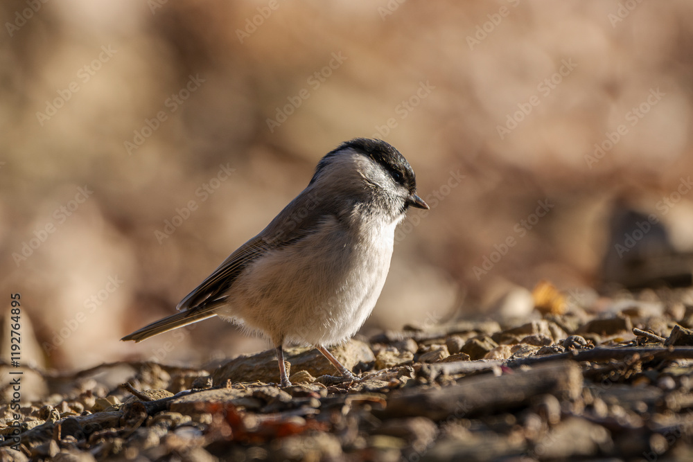 Obraz premium Closeup image of a marsh tit (Poecile palustris).
