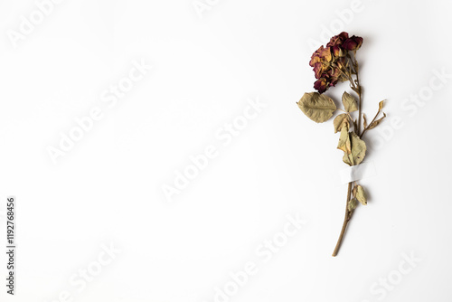 Dry rose flower taped with patch to white paper with copy space