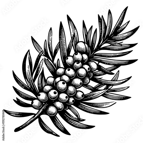 Juniper Berries on Branch vector illustration