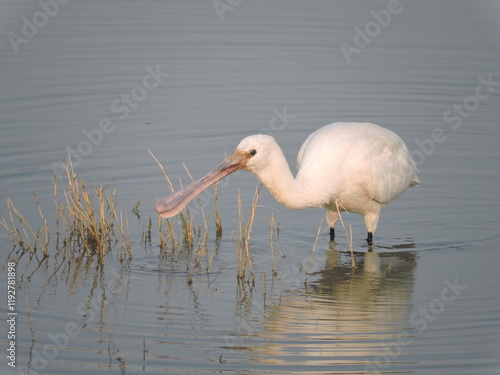 Khijadia Bird Sanctuary is a popular destination for bird watchers and nature enthusiasts located near Jamnagar, Gujarat photo