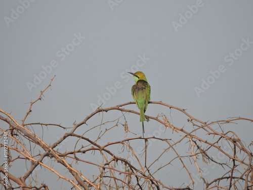 Khijadia Bird Sanctuary is a popular destination for bird watchers and nature enthusiasts located near Jamnagar, Gujarat photo