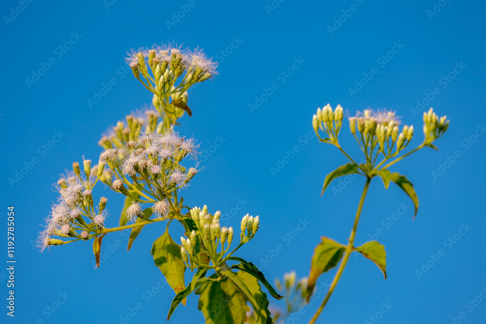 Obraz premium Selective focus of white flowers under blue sky, Chromolaena odorata (Jack in the bush) is a tropical and subtropical species of flowering shrub in the family Asteraceae, Natural floral background.