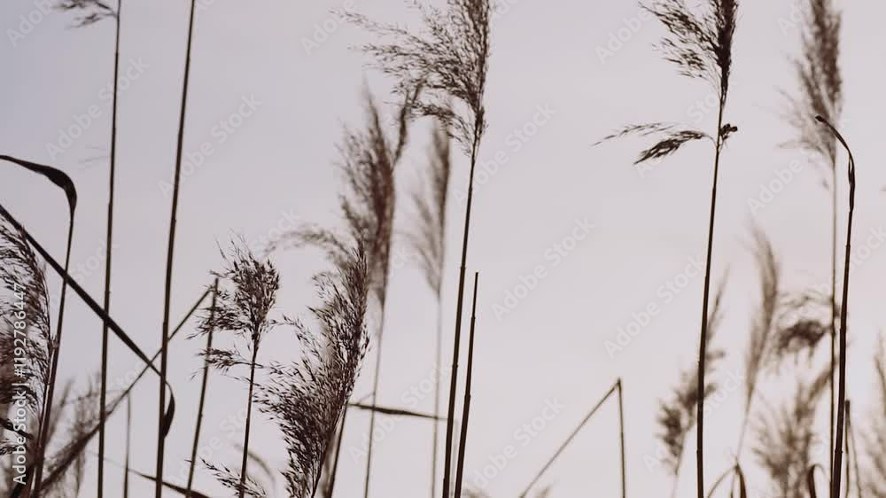 Dry reeds against the background of a warm and calm sky. The wind calmly shakes dry reeds. Dry reeds against the background of a warm and calm sky. The wind calmly shakes dry reeds.