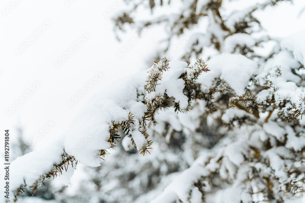 Close-up of a snow-covered evergreen branch, emphasizing the intricate details of winter nature. Ideal for seasonal and nature-focused visual projects.