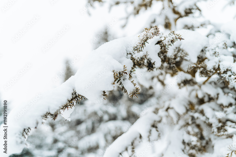 Close-up of a snow-covered evergreen branch, emphasizing the intricate details of winter nature. Ideal for seasonal and nature-focused visual projects. Close-up of a snow-covered evergreen branch, emphasizing the intricate details of winter nature. Ideal for seasonal and nature-focused visual projects.