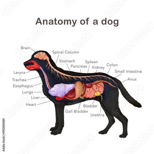 Anatomy of a dog with organ names scheme. Hand drawn detailed illustration. Canine internal organs anatomical table on white background. Dog inner anatomy for study, print, veterinary table design photo