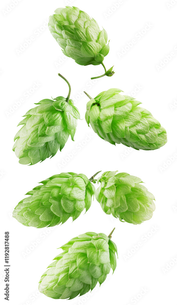 Obraz premium falling green hops isolated on a white background