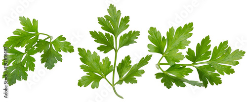 Fotografie set of parsley isolated on white background