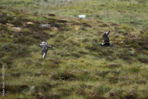 Birds in flight over Norway's lush landscapes embrace nature's serenity photo