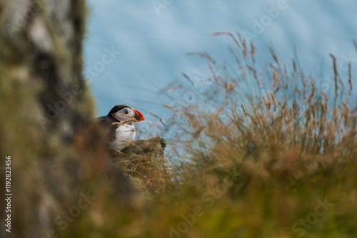 Majestic puffin resting on a rocky cliffside in wild Norway photo