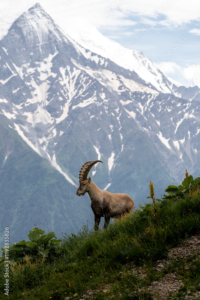 An alpine ibex with Montblanc in the background An alpine ibex with Montblanc in the background
