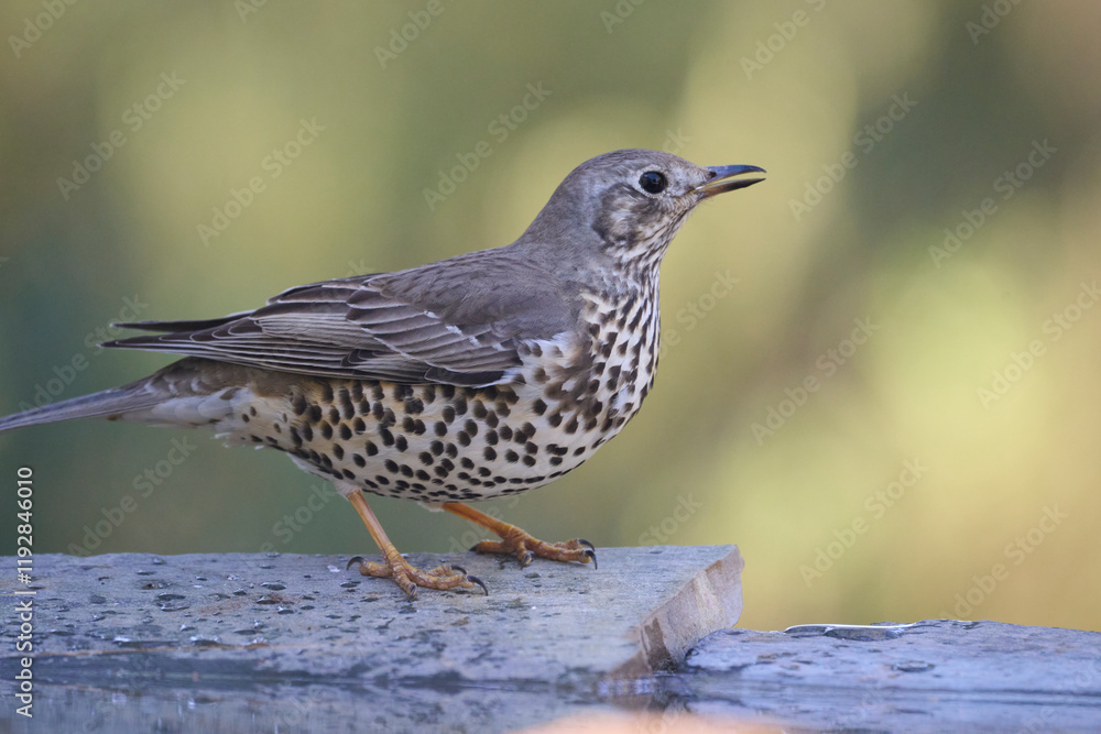 Mistle Thrush Perched on Wooden Surface in Natural Habitat Mistle Thrush Perched on Wooden Surface in Natural Habitat
