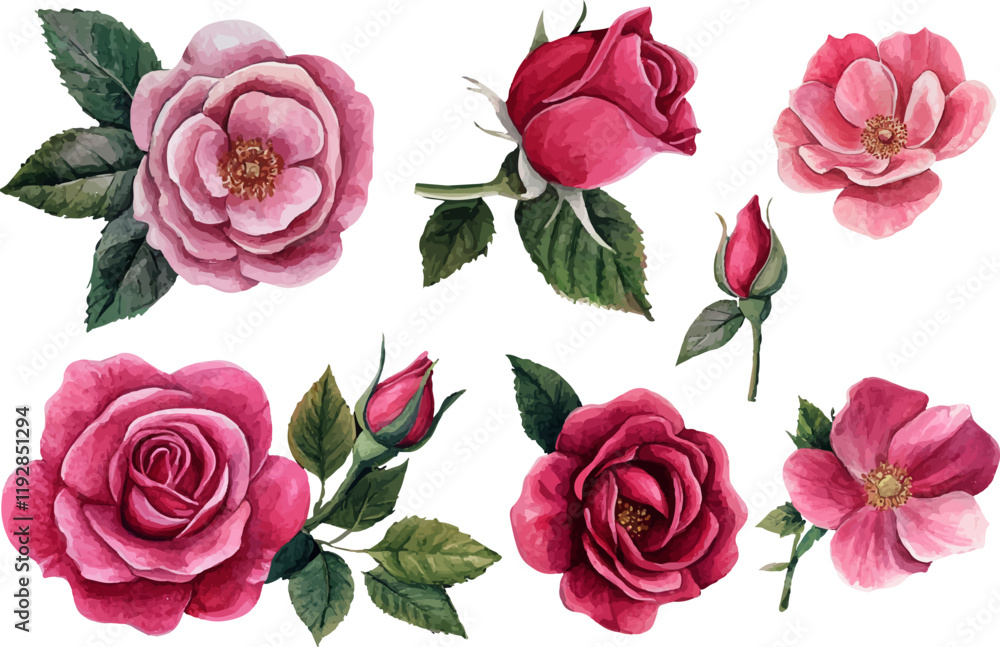 Fototapeta premium set of roses isolated on white