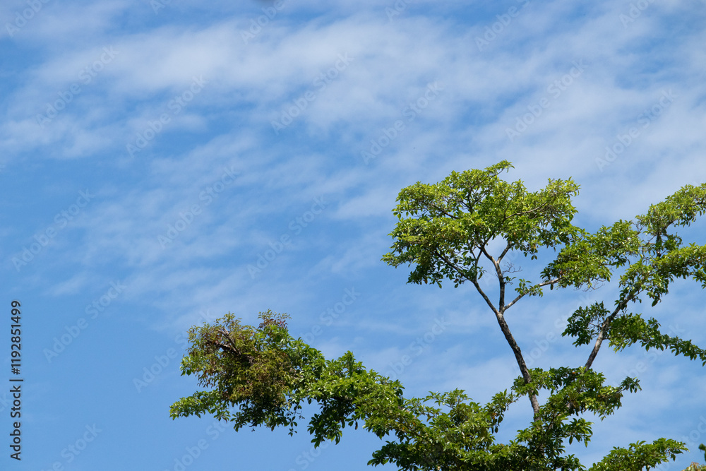 Fototapeta premium tree and sky