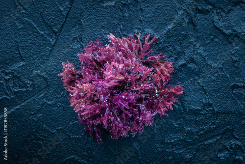 Irish sea moss, Chondrus crispus, edible seaweed, purple, on a black slate background, overhead flat lay shot photo