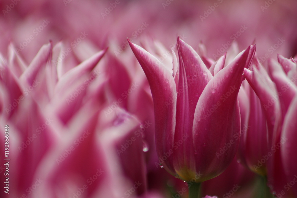 close up of pink tulip close up of pink tulip