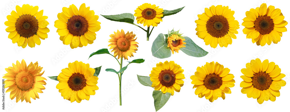 collection of vibrant sunflowers arranged on a white background, ideal for use in educational materials, design templates, floral catalogs, or botanical research displays. collection of vibrant sunflowers arranged on a white background, ideal for use in educational materials, design templates, floral catalogs, or botanical research displays.