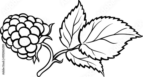 Raspberry Branch Colored Detailed Illustration.