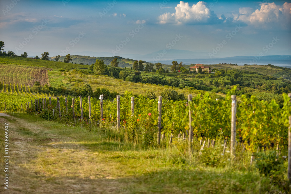 Vineyard in Tuscany on a sunny spring day