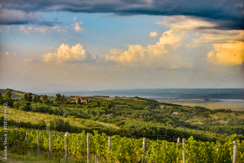 Vineyard in Tuscany on a sunny spring day