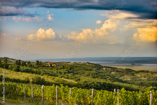 Obraz na płótnie Vineyard in Tuscany on a sunny spring day w salonie
