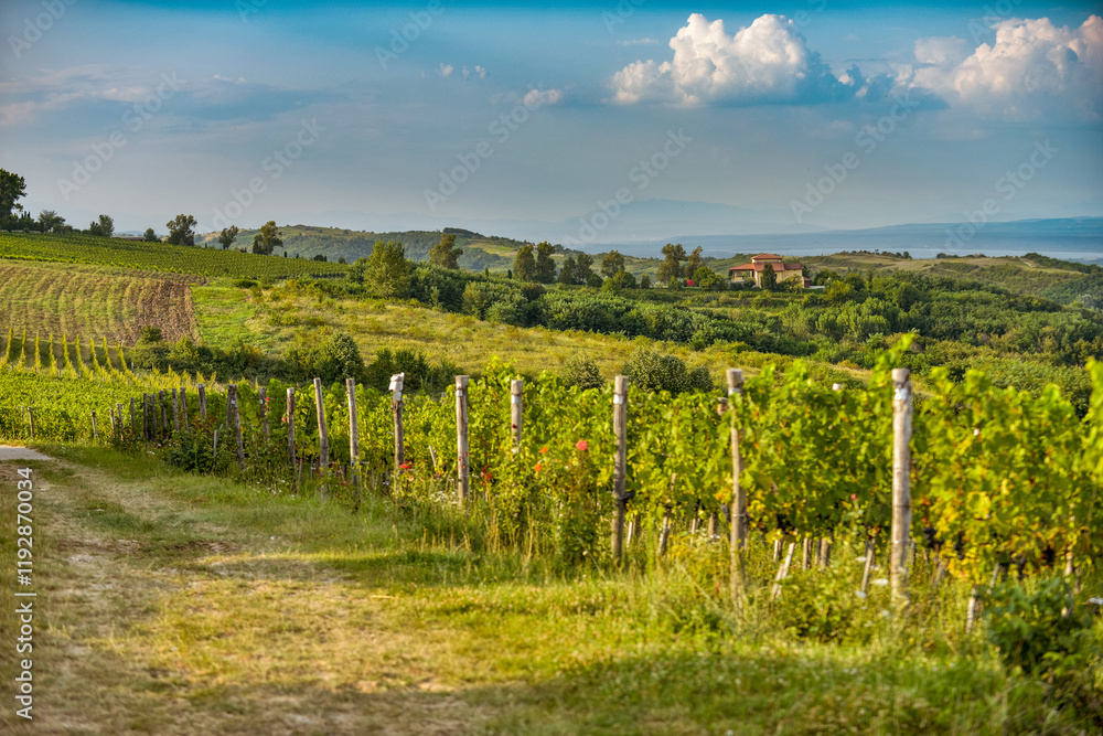 Vineyard in Tuscany on a sunny spring day