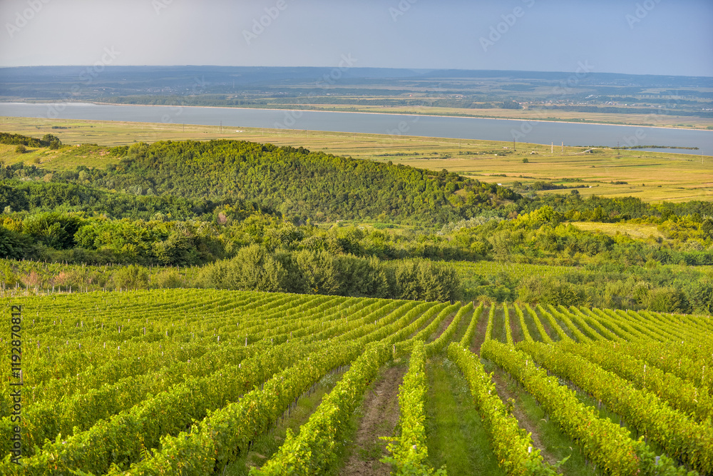 Vineyard in Tuscany on a sunny spring day