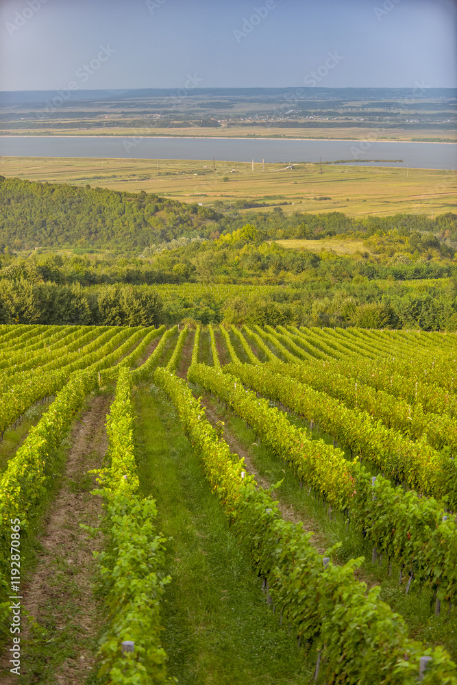 Vineyard in Tuscany on a sunny spring day